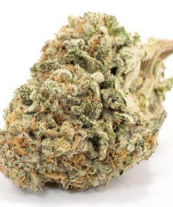 Moby Dick Sativa